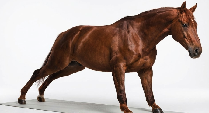 Ngọ chống đẩy hàng ngày: Kỷ luật thép tạo nên sức mạnh bền bỉ